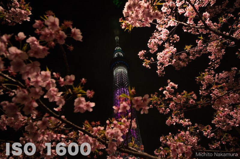 夜桜の撮り方 美しい夜桜を撮るカメラ設定と７つの撮影テクニック 一眼レフの教科書 写真教室フォトアドバイス 公式