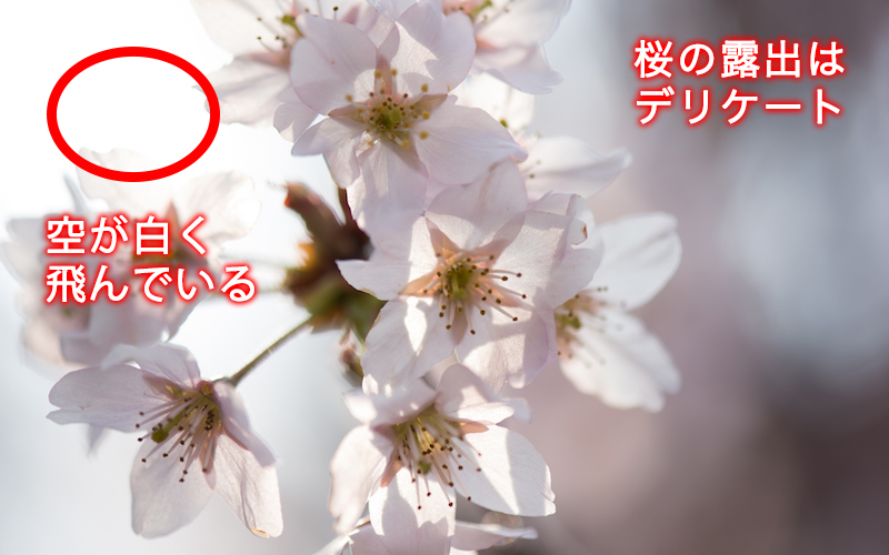 夜桜の撮り方 美しい夜桜を撮るカメラ設定と７つの撮影テクニック 一眼レフの教科書 写真教室フォトアドバイス 公式