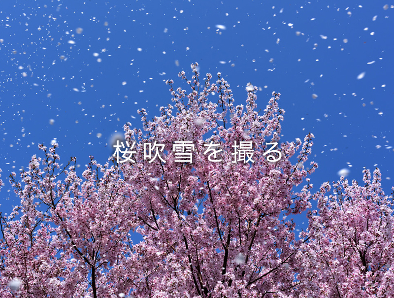 桜吹雪の撮り方 舞い散る桜を捉えるシャッタースピードとプロの撮影