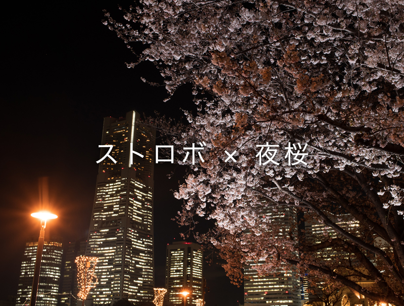 夜桜のストロボ撮影 電波方式のオフカメラ ワイヤレス で撮る７ステップ 一眼レフの教科書 写真教室フォトアドバイス 公式