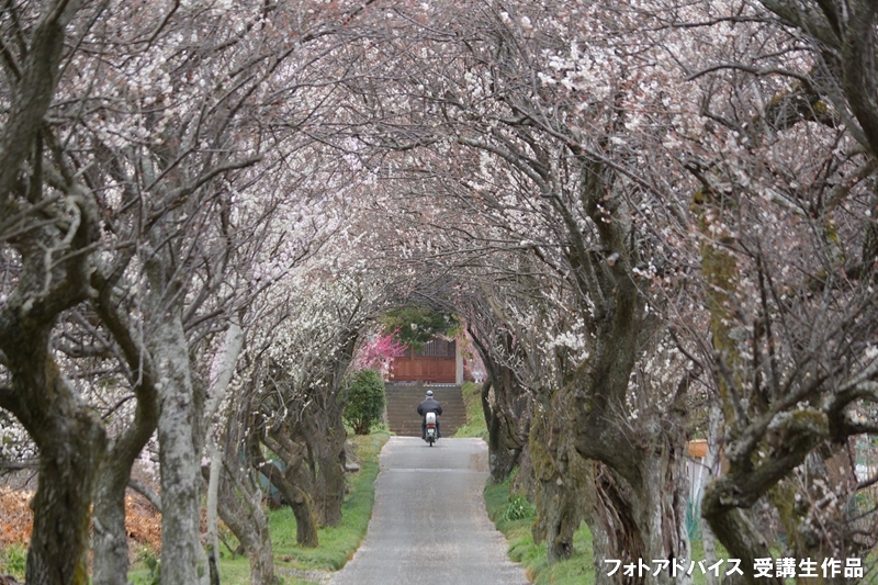 桜の街角スナップ写真