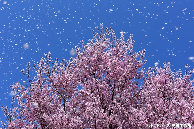 桜吹雪の撮り方 舞い散る桜を捉えるシャッタースピードとプロの撮影テクニック 一眼レフの教科書 写真教室フォトアドバイス 公式