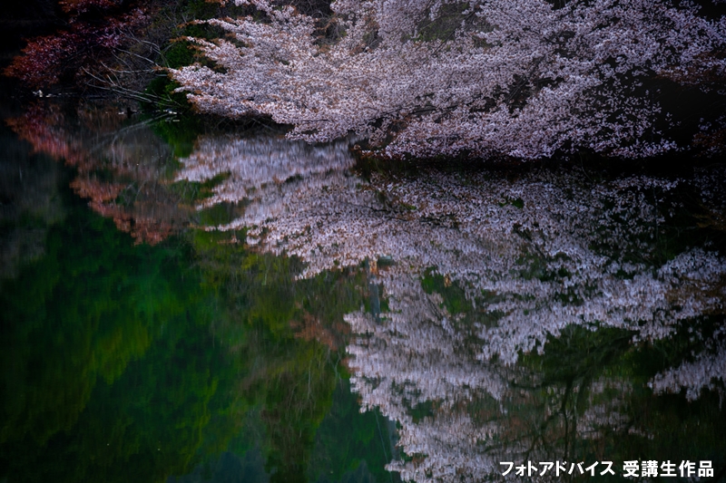 桜の映り込み（リフレクション）の写真