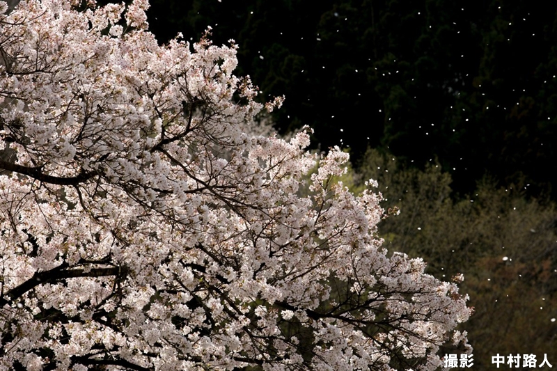 桜吹雪の撮り方 舞い散る桜を捉えるシャッタースピードとプロの撮影テクニック 一眼レフの教科書 写真教室フォトアドバイス 公式