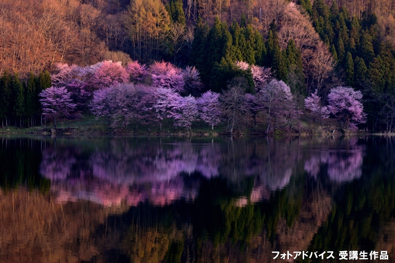 桜の映り込み（リフレクション）の写真