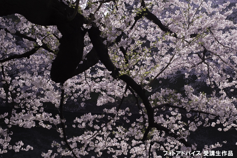 枝ぶりの良い桜の写真